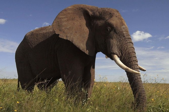 Elephant Sanctuary Tour from Johannesburg - Feeding time gives you a close look
