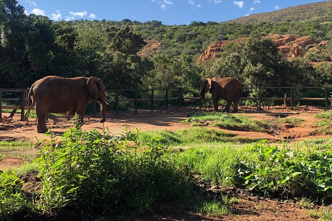 Elephant Sanctuary Tour from Johannesburg - The conservation talk adds purpose