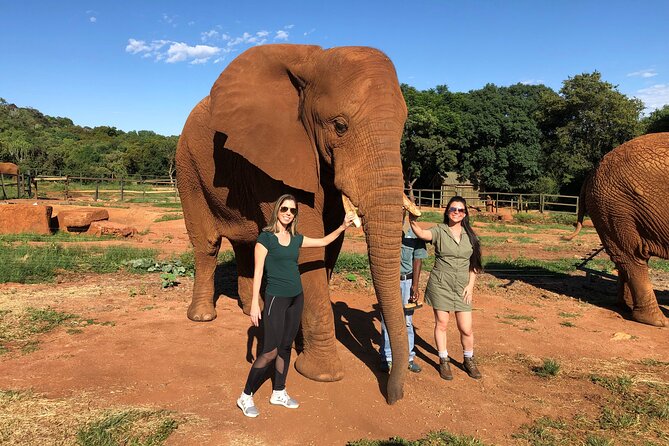 Elephant Sanctuary Tour from Johannesburg - Practical advice before you book