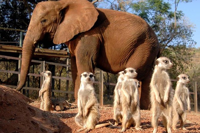 Elephant Sanctuary Tour from Johannesburg or Pretoria - Key points to know before booking