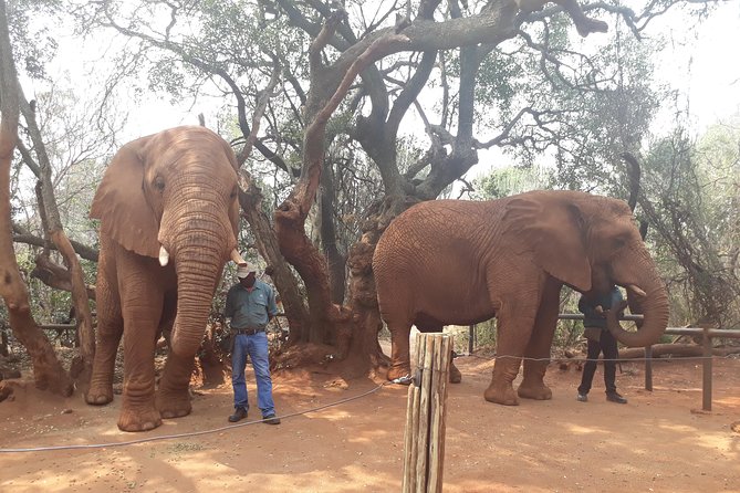 Elephant Sanctuary Tour from Johannesburg or Pretoria - Why the animal commentary matters