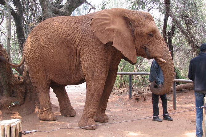 Elephant Sanctuary Tour from Johannesburg or Pretoria - What the $247.03 price gets you