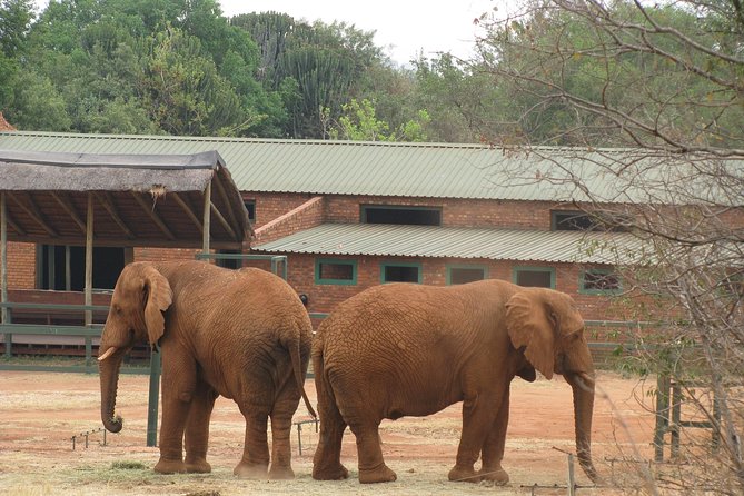 Elephant Sanctuary Tour from Johannesburg or Pretoria - Who will get the most from this tour