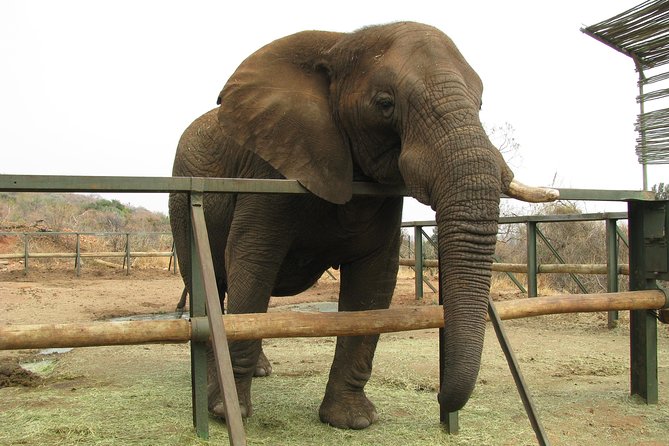 Elephant Sanctuary Tour from Johannesburg or Pretoria - What to bring and plan for