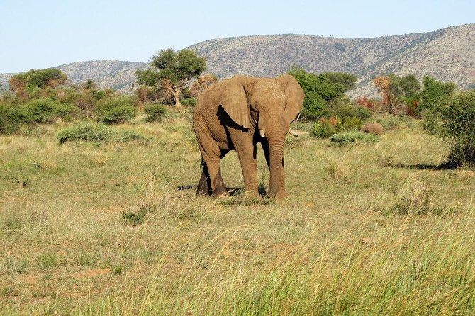Elephant Sanctuary Tour from Johannesburg or Pretoria - A private outing with room for questions