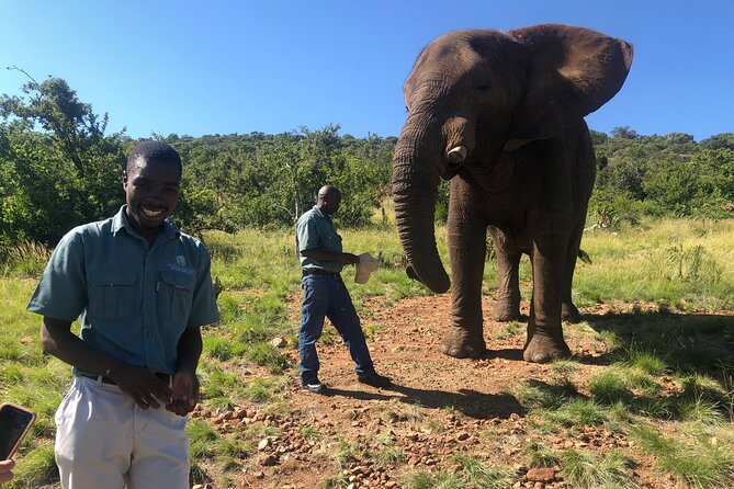 Elephant Sanctuary Tour from Johannesburg - What happens when you arrive