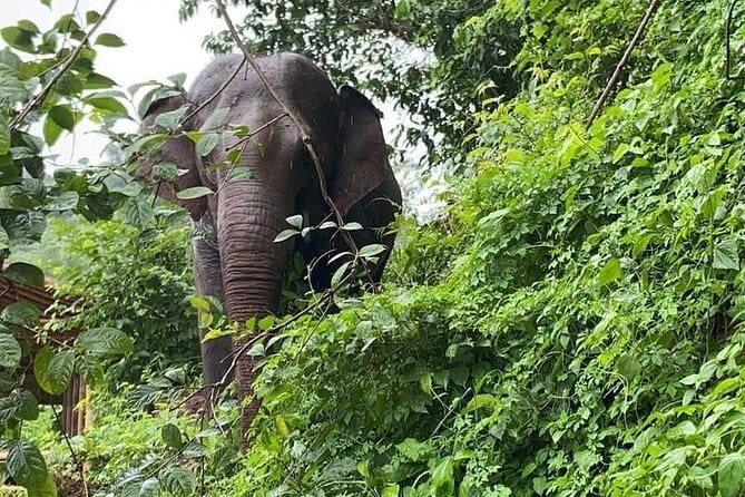 Elephant Sanctuary, Wat Ban Den & Sticky Waterfall - Key points at a glance