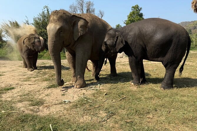 Elephant Sanctuary, Wat Ban Den & Sticky Waterfall - Pang Maidaeng and the elephant encounter
