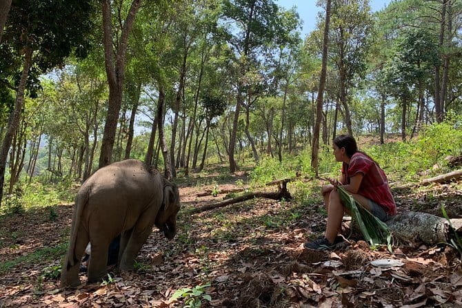 Elephant Sanctuary, Wat Ban Den & Sticky Waterfall - Who should book this day