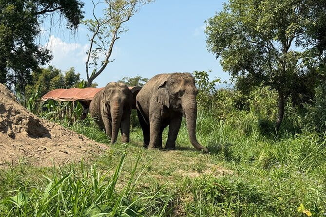Elephant Sanctuary, Wat Ban Den & Sticky Waterfall - Wat Ban Den and northern Thai design