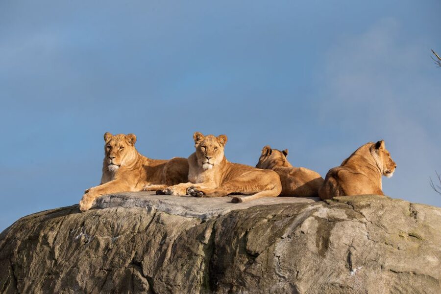 Emmen: Wildlands Adventure Zoo and Rimbula River Boat Ride - Key points to know before you go