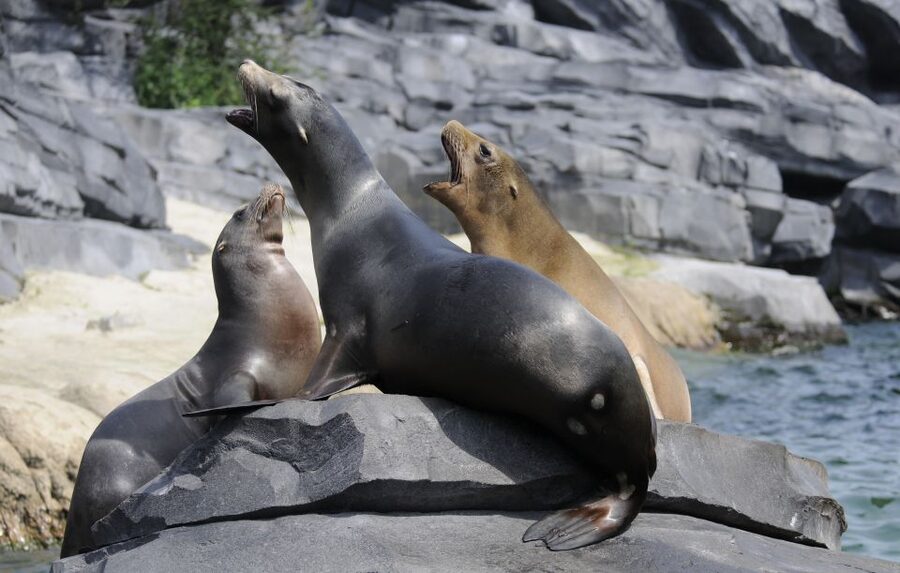 Emmen: Wildlands Adventure Zoo and Rimbula River Boat Ride - Serenga puts you close to the big animals