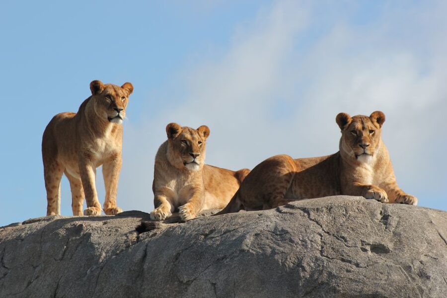 Emmen: Wildlands Adventure Zoo and Rimbula River Boat Ride - Animal presentations add context to the exhibits