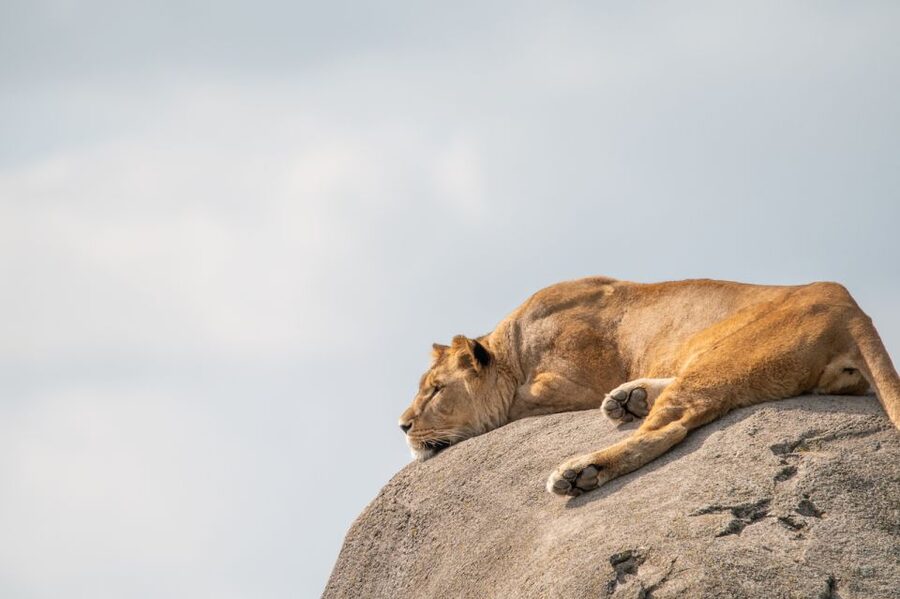 Emmen: Wildlands Adventure Zoo and Rimbula River Boat Ride - Food breaks are part of the full-day plan