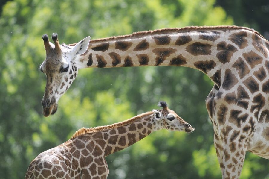 Emmen: Wildlands Adventure Zoo and Rimbula River Boat Ride - How much time should you allow?