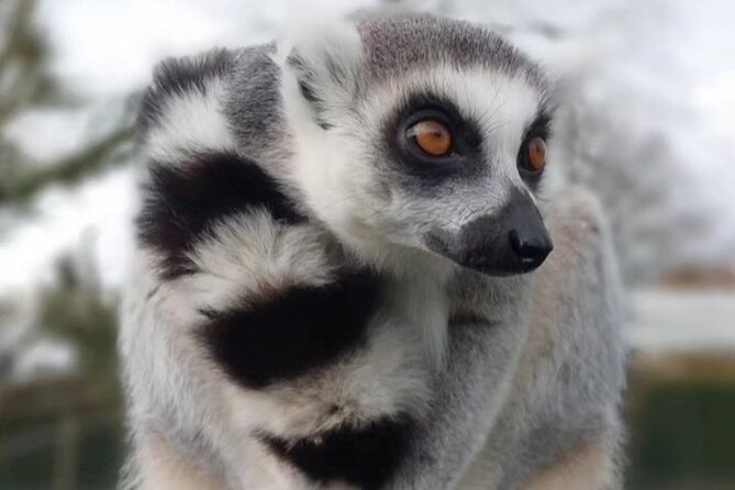 Entry ticket to Hoo Zoo and Dinosaur World in Telford - Lemur and wallaby walk-throughs