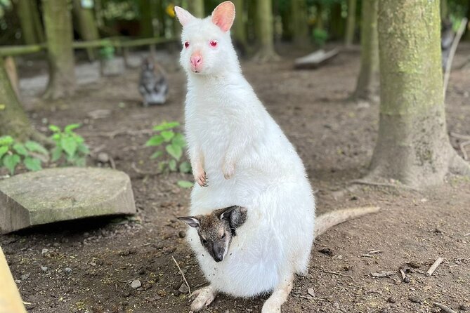 Entry ticket to Hoo Zoo and Dinosaur World in Telford - Paid experiences and the Junior Zoo Keeper option