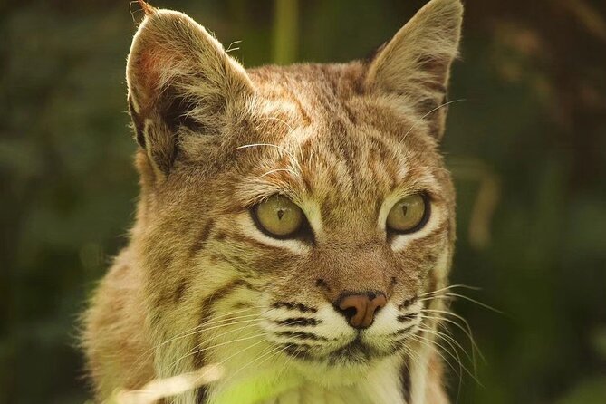 Entry ticket to Hoo Zoo and Dinosaur World in Telford - The animals worth building your visit around