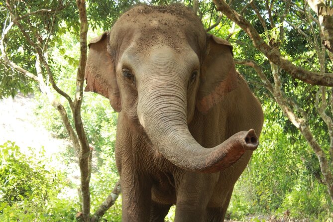 Ethical Elephant Observation by Samui Elephant Sanctuary - Why Watching Elephants Is the Main Event