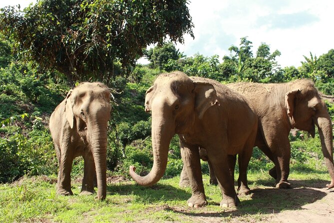 Ethical Elephant Observation by Samui Elephant Sanctuary - Six Retired Elephants, With Freedom to Play