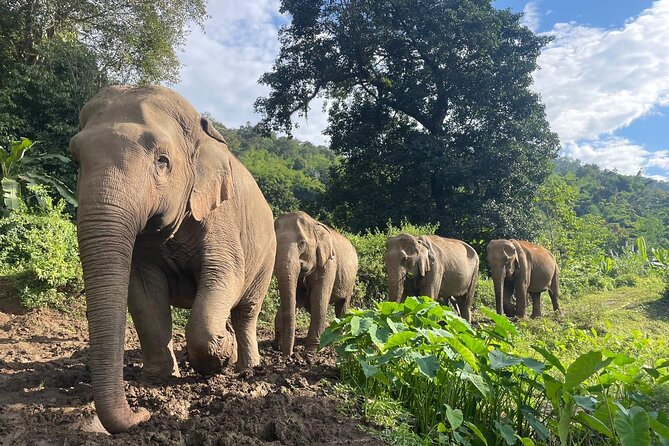 Ethical Elephant Observation by Samui Elephant Sanctuary - Lunch With a Thai Vegetarian Buffet