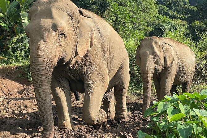 Ethical Elephant Observation by Samui Elephant Sanctuary - Cruise Passengers Need a Clear Plan