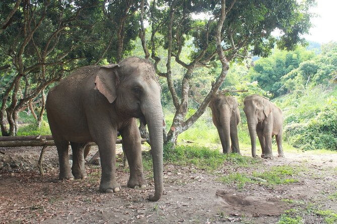 Ethical Elephant Observation by Samui Elephant Sanctuary - Why No Elephant Bathing Is a Good Sign