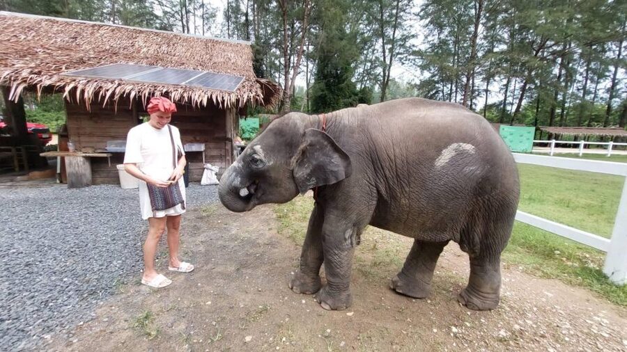 Ethical Elephant Sanctuary Experience in Khao Lak - The observation walk and creek platform