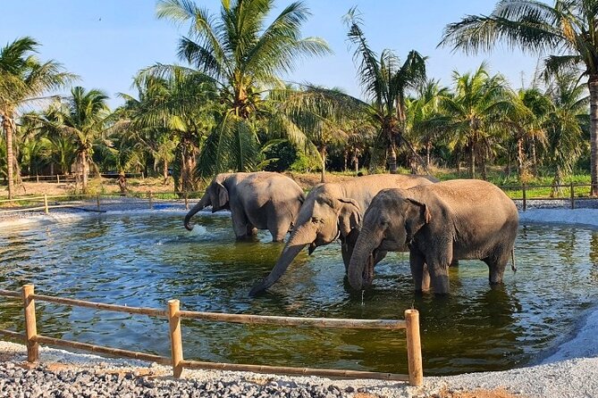 Ethical Elephant Sanctuary Tour from Bangkok & Pattaya - Water time is optional, not the whole tour