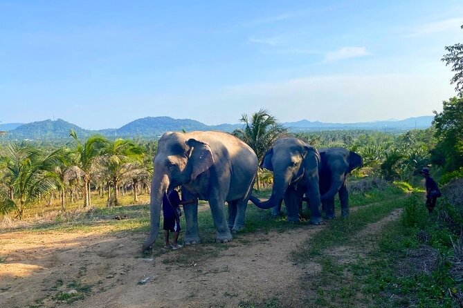 Ethical Elephant Sanctuary Tour from Bangkok & Pattaya - Transport from Pattaya and the Bangkok question