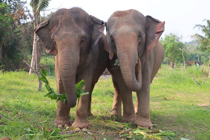 Ethical Elephant Sanctuary Tour from Bangkok & Pattaya - Group size and the feel of the visit