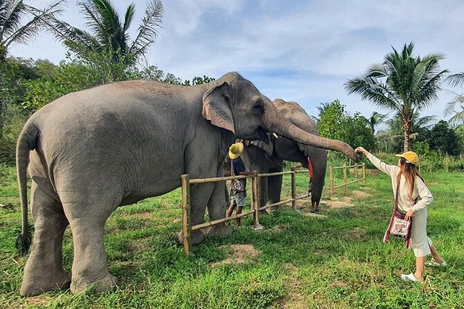Ethical Elephant Sanctuary Tour from Bangkok & Pattaya - Is $71.49 a fair price?