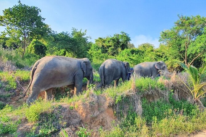 Ethical Elephant Sanctuary Tour from Bangkok & Pattaya - Feeding time is close, but not frantic