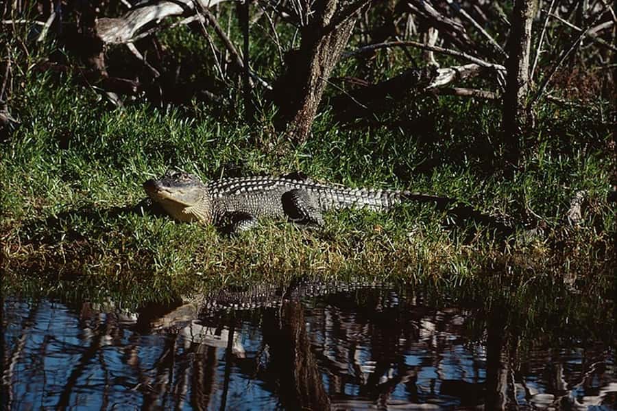 Everglades: Airboat Ride and Wildlife Sanctuary Tour - How the $145 price works for you