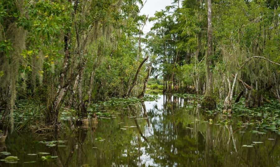 Everglades: Airboat Ride and Wildlife Sanctuary Tour - Should you book the Everglades airboat and sanctuary tour?
