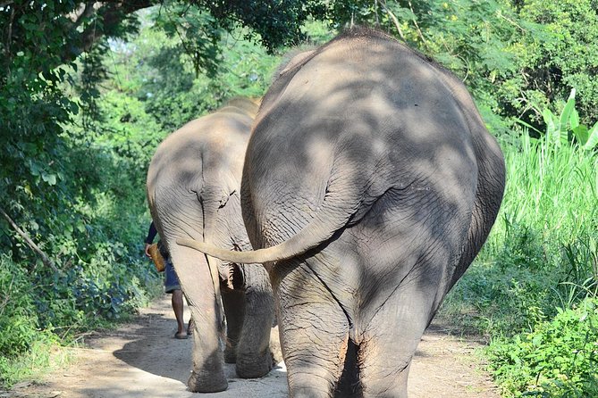 Experience Elephant Sanctuary + Sticky Waterfall - Key points to know before booking