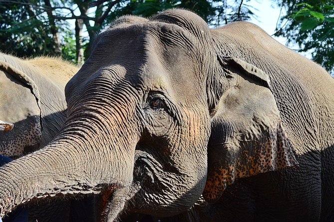 Experience Elephant Sanctuary + Sticky Waterfall - Why this six-hour combination works