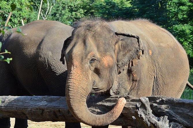 Experience Elephant Sanctuary + Sticky Waterfall - What the private price really covers