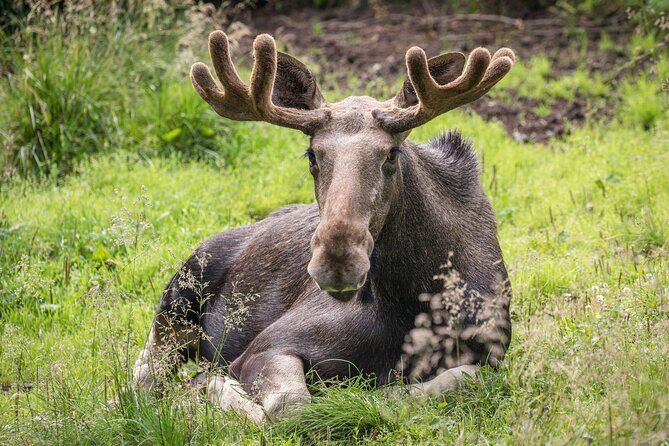 Experience Reindeer Farm and Ranua Wildlife Park in Rovaniemi - Key points to know before booking