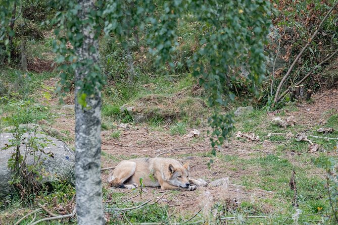 Experience Reindeer Farm and Ranua Wildlife Park in Rovaniemi - Walking the 2.5-kilometer forest route