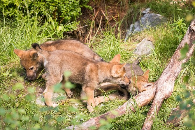 Experience Reindeer Farm and Ranua Wildlife Park in Rovaniemi - What the $277.82 price includes in practical terms