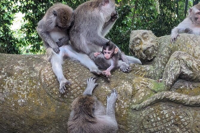 Explore Ubud Art Market, Monkey Forest and Rice Terraces - What the $70 price really covers
