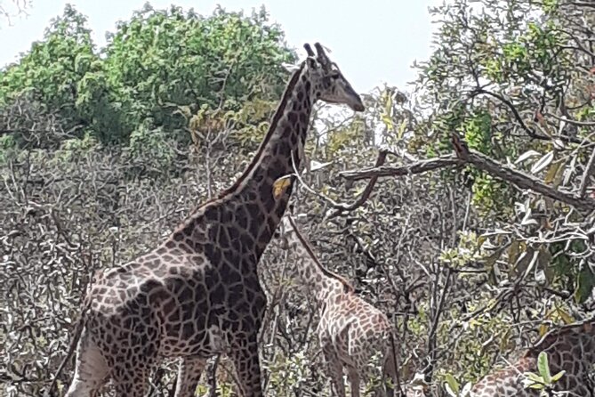 Fathala Wildlife Park - A safari that begins with the River Gambia