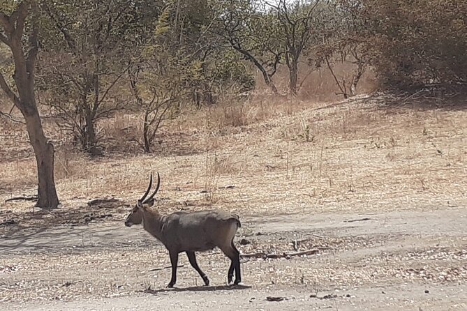 Fathala Wildlife Park - What the border crossings do to the six-hour schedule