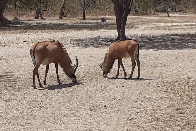 Fathala Wildlife Park - The optional Lion Walk question