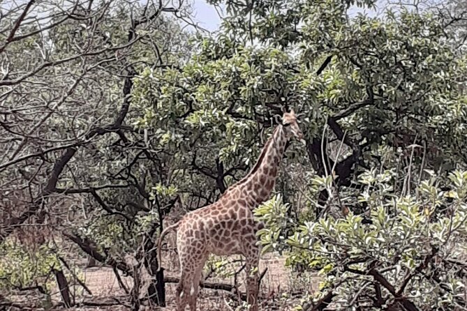 Fathala Wildlife Park - Practical details for a smoother day
