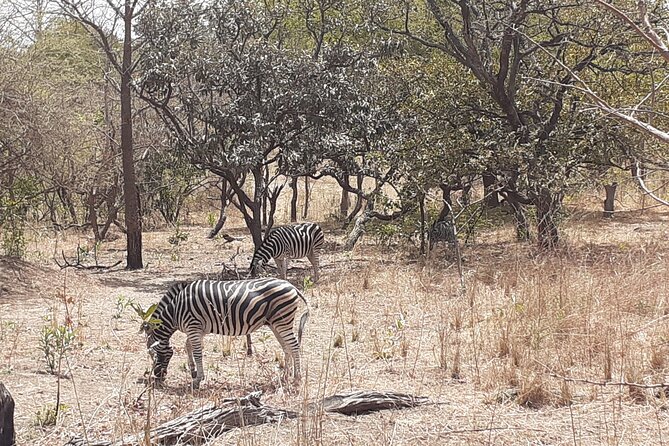 Fathala Wildlife Park - Finding zebra, giraffes, and rhinos in Fathala