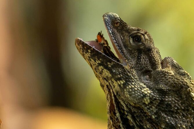 Featherdale Wildlife Park with Exclusive Private Transfers - Why the private transfer changes the day