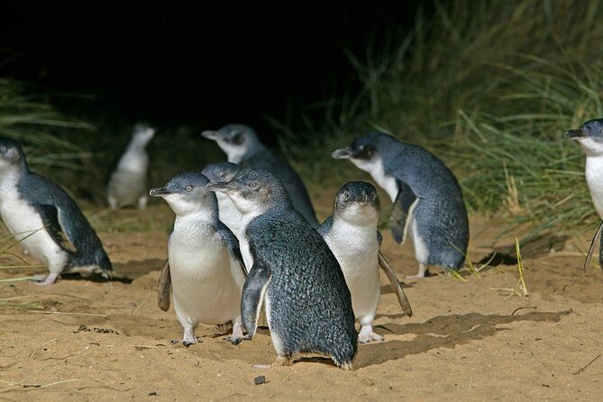 Featherdale Wildlife Park with Exclusive Private Transfers - Making the most of the three hours