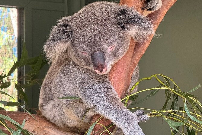 Featherdale Wildlife Park with Exclusive Private Transfers - Who should book this private wildlife outing